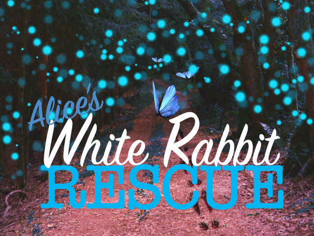 Alice's White Rabbit Rescue